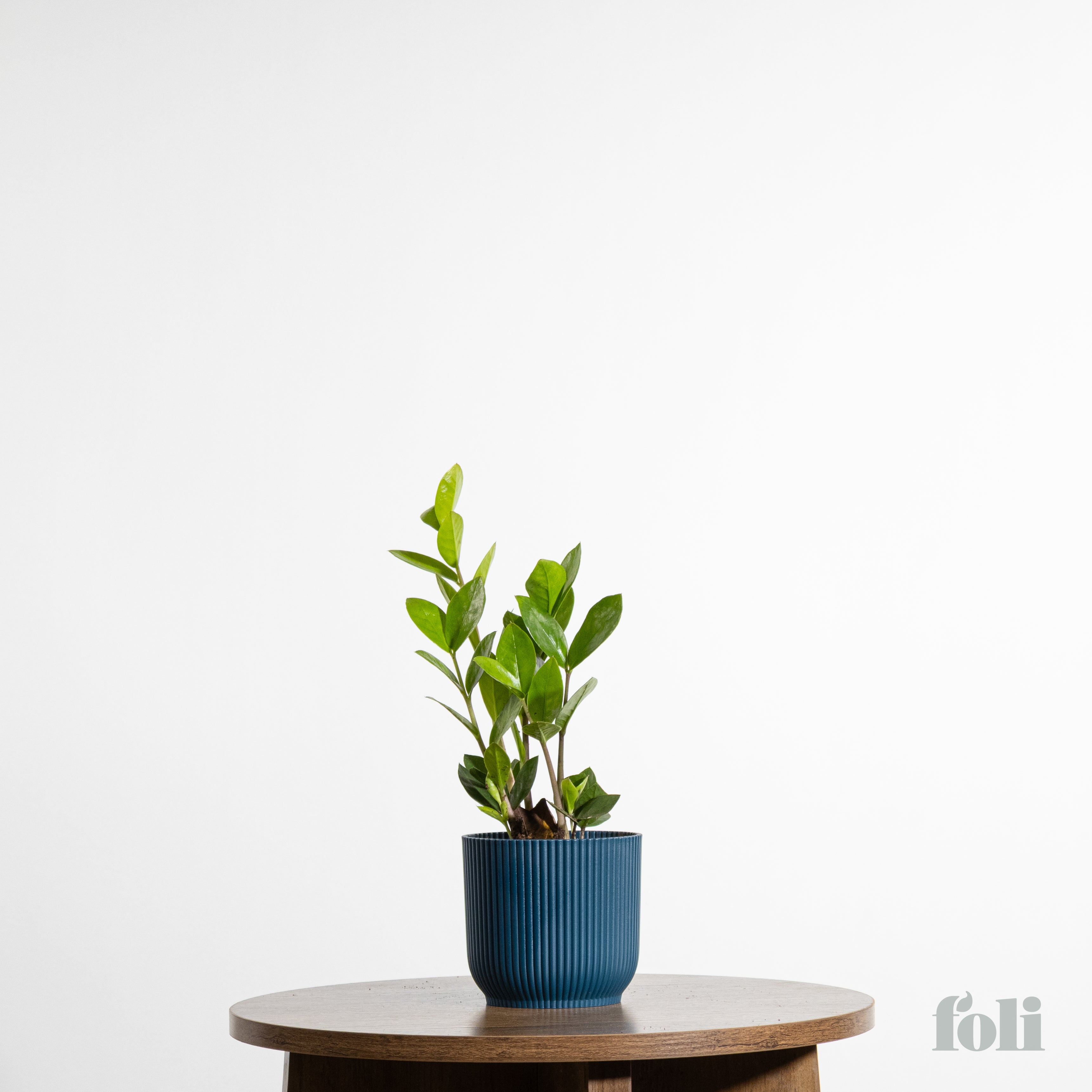 plants mania　THE SIDE UP BOX ZZ Plant – Foli