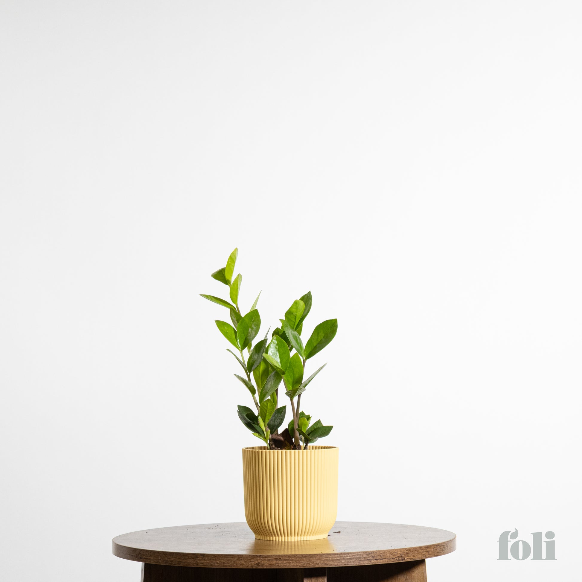 fleur plante zz Plante ZZ – Foli