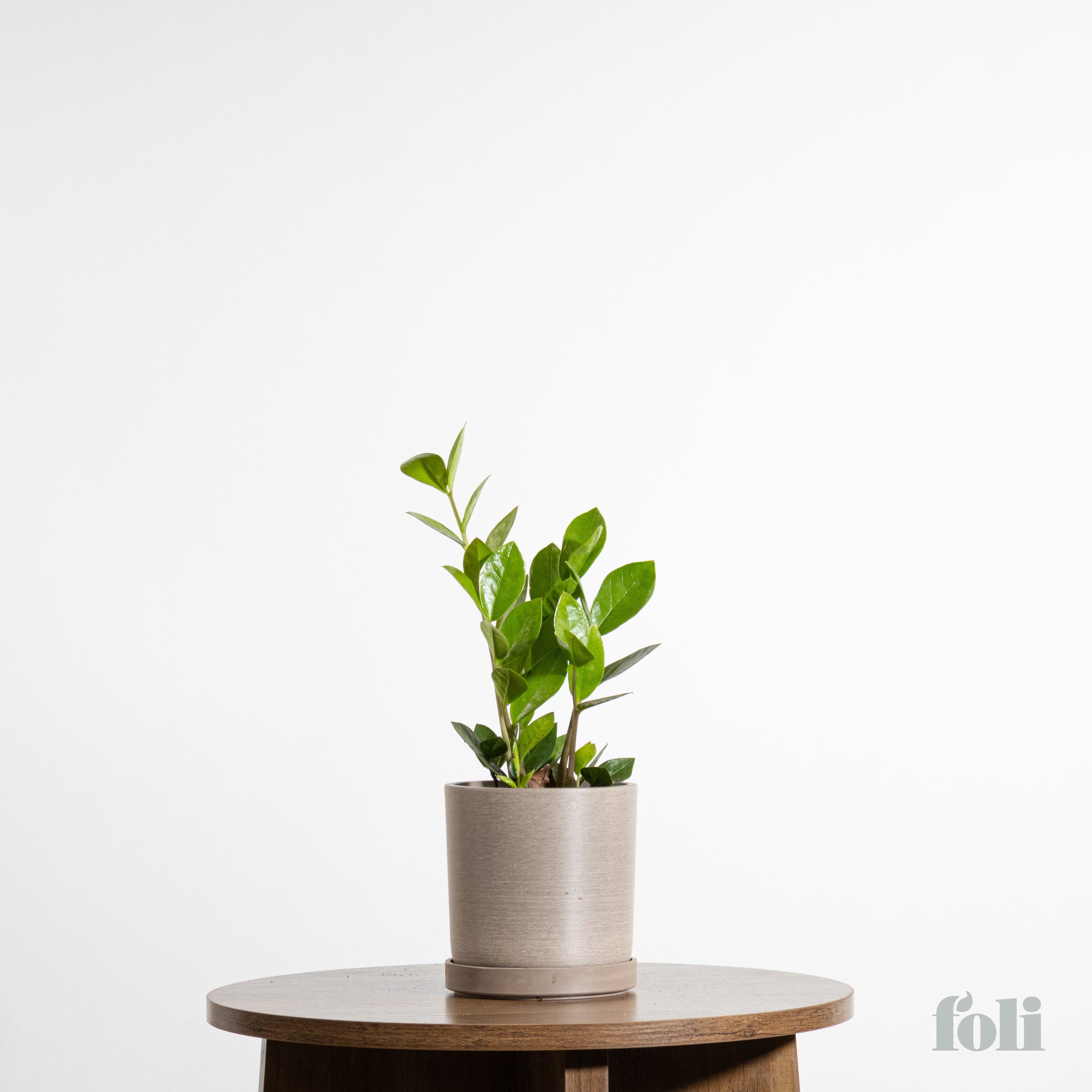 ZZ Plant – Foli