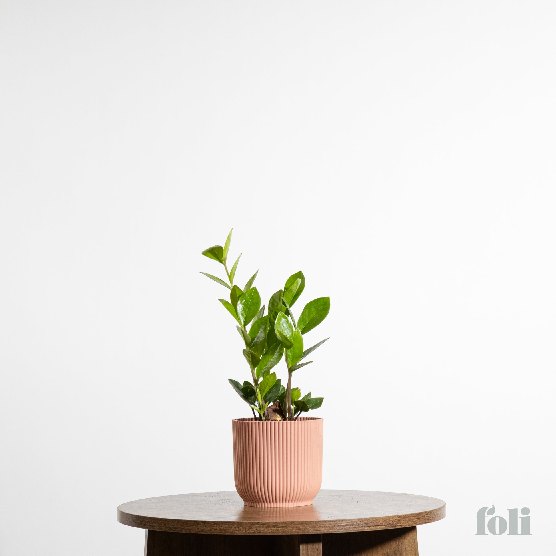 zz plant terracotta pot ZZ Plant – Foli