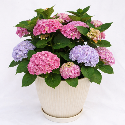 Elizabeth Ashley Blue Magical® Patio Hydrangea