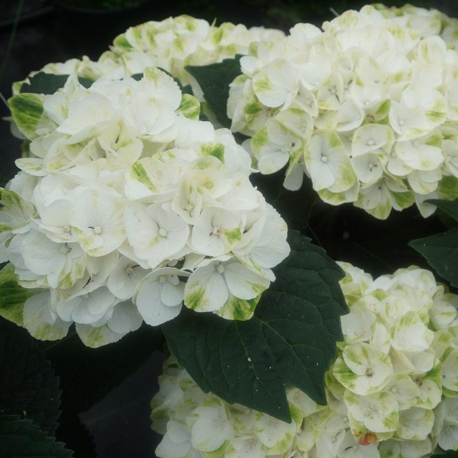 Verdigris Magical® Patio Hydrangea