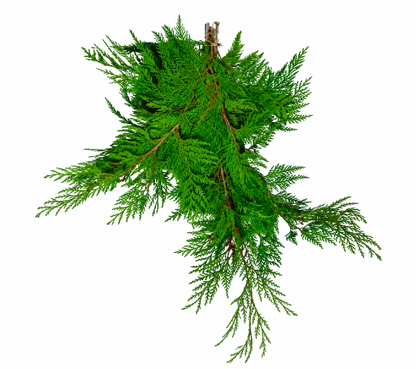 Western Red Cedar Boughs