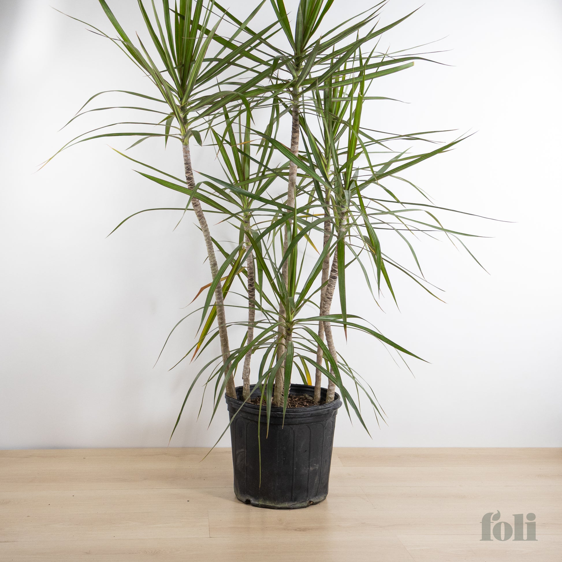 dracaena canada Dragon Tree – Foli