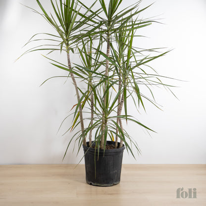 Dragon Tree