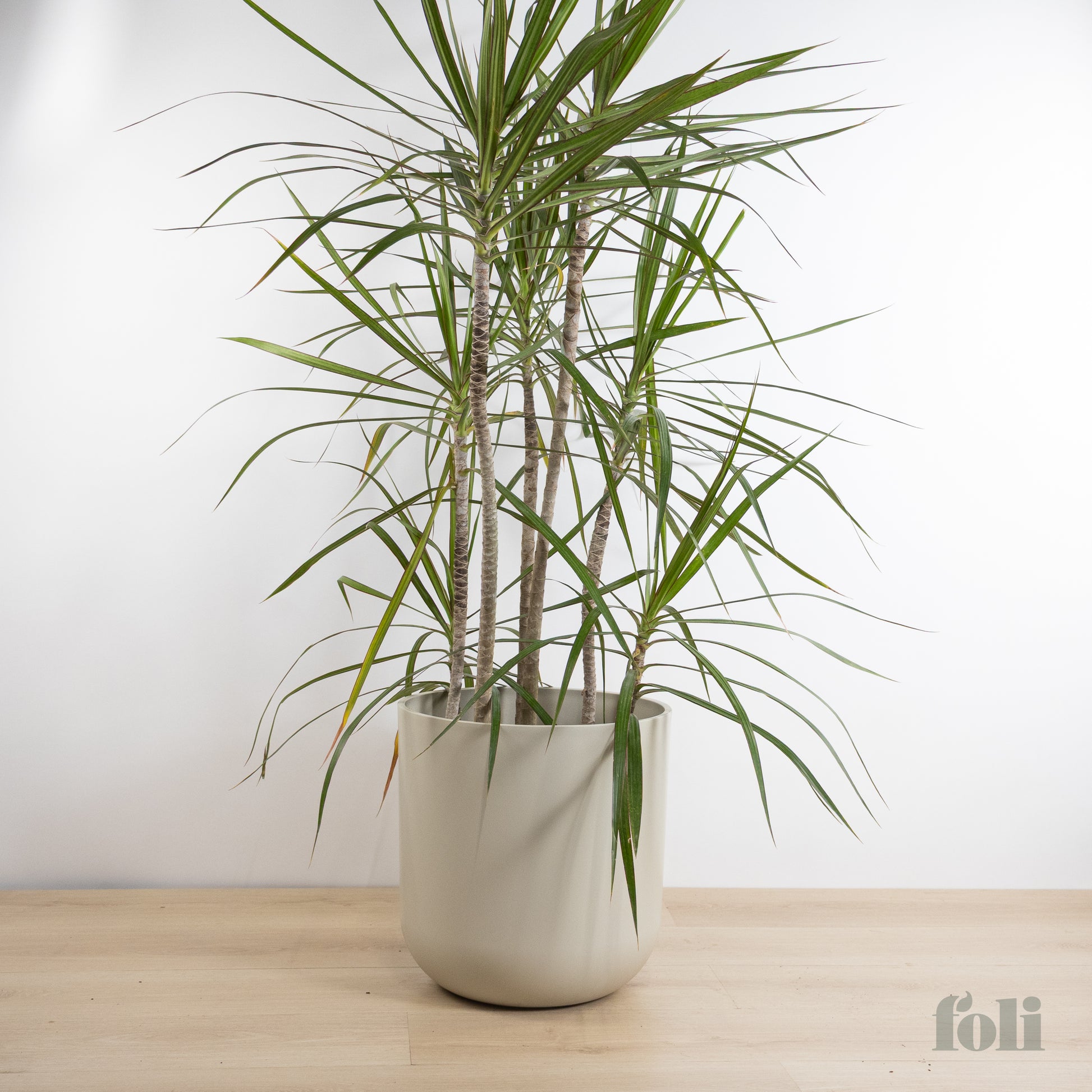 indoor dragon tree plant Dragon Tree – Foli