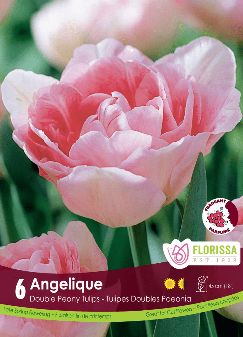 Angelique Tulip - LandscapeDirect