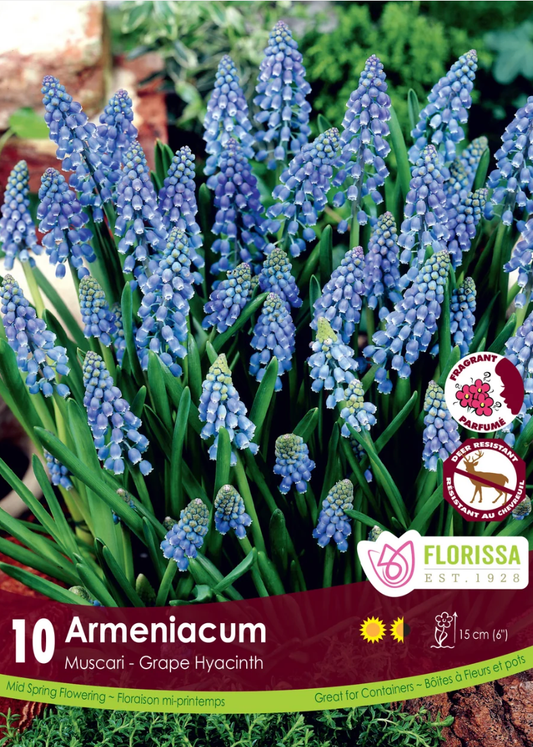 Armeniacum Grape Hyacinth - LandscapeDirect