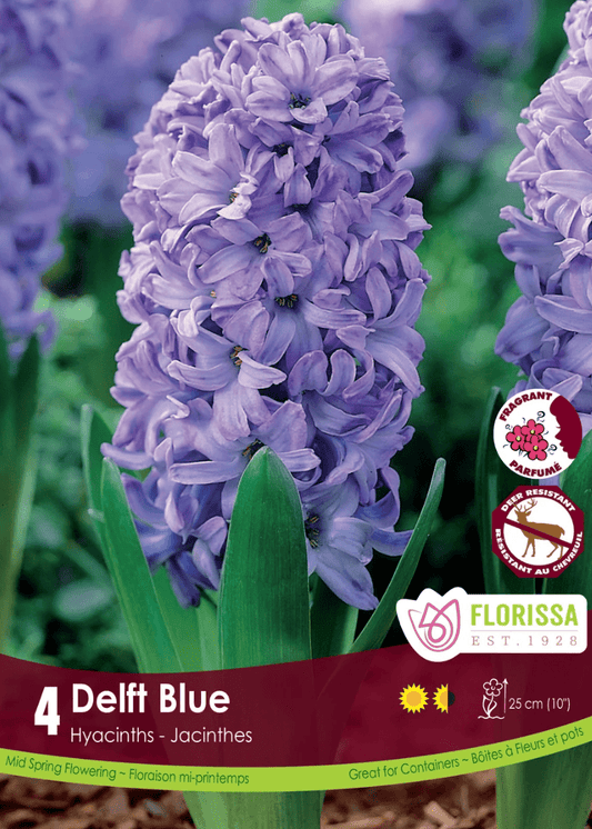 Delft Blue Hyacinth - LandscapeDirect