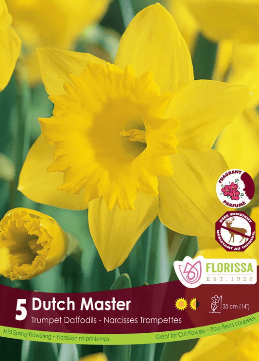 Dutch Master Daffodil - LandscapeDirect