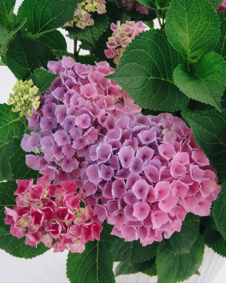 Elizabeth Ashley Blue Magical® Patio Hydrangea