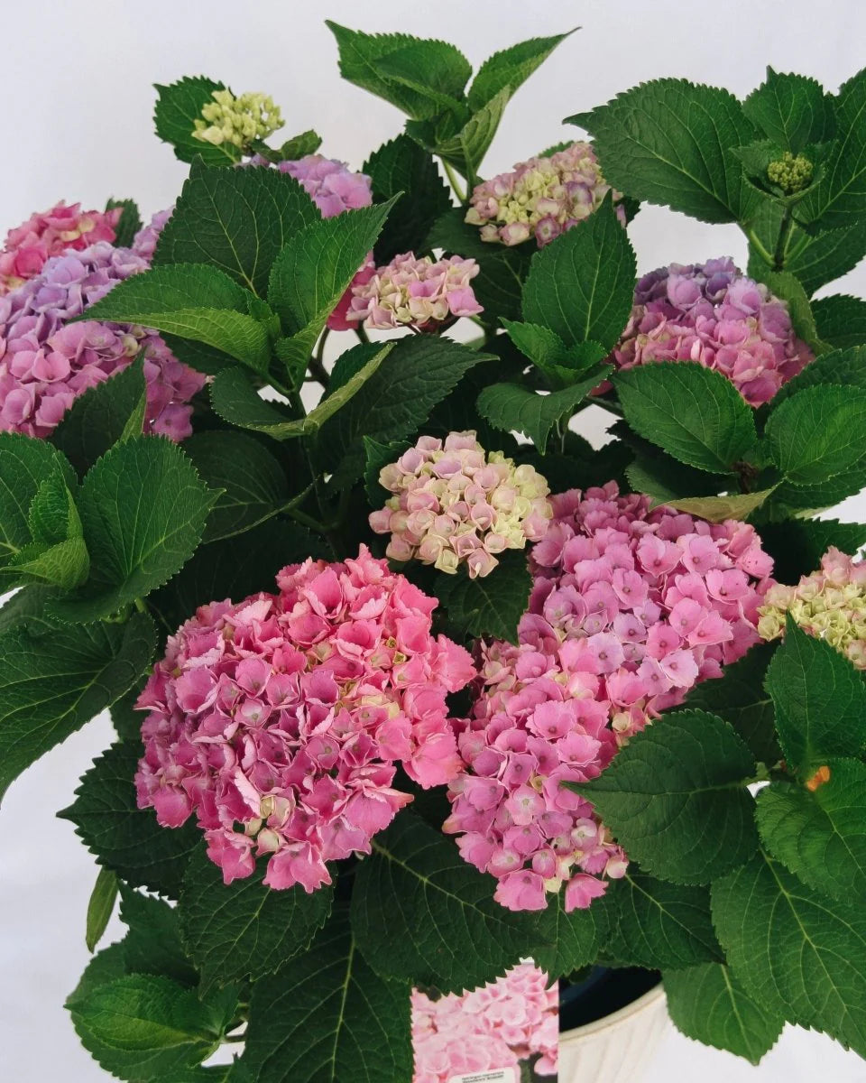 Elizabeth Ashley Blue Magical® Patio Hydrangea