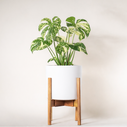 Monstera de la constellation thaïlandaise