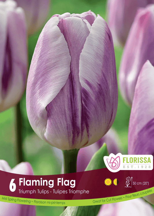 Flaming Flag Tulip - LandscapeDirect