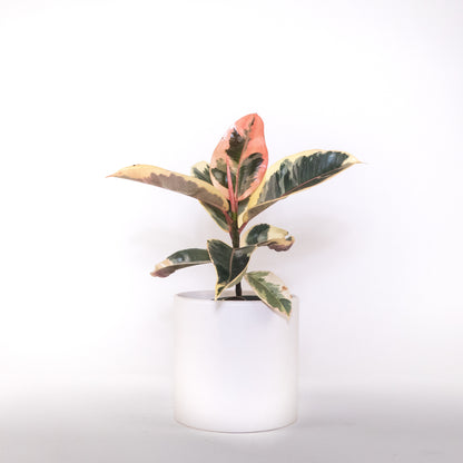 Arbre à caoutchouc rubis