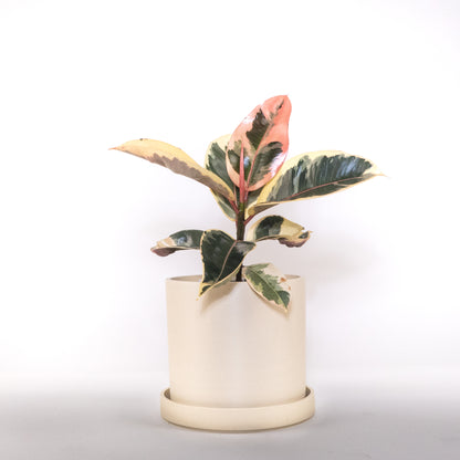 Arbre à caoutchouc rubis