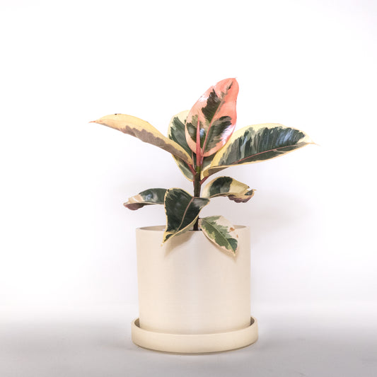 Arbre à caoutchouc rubis