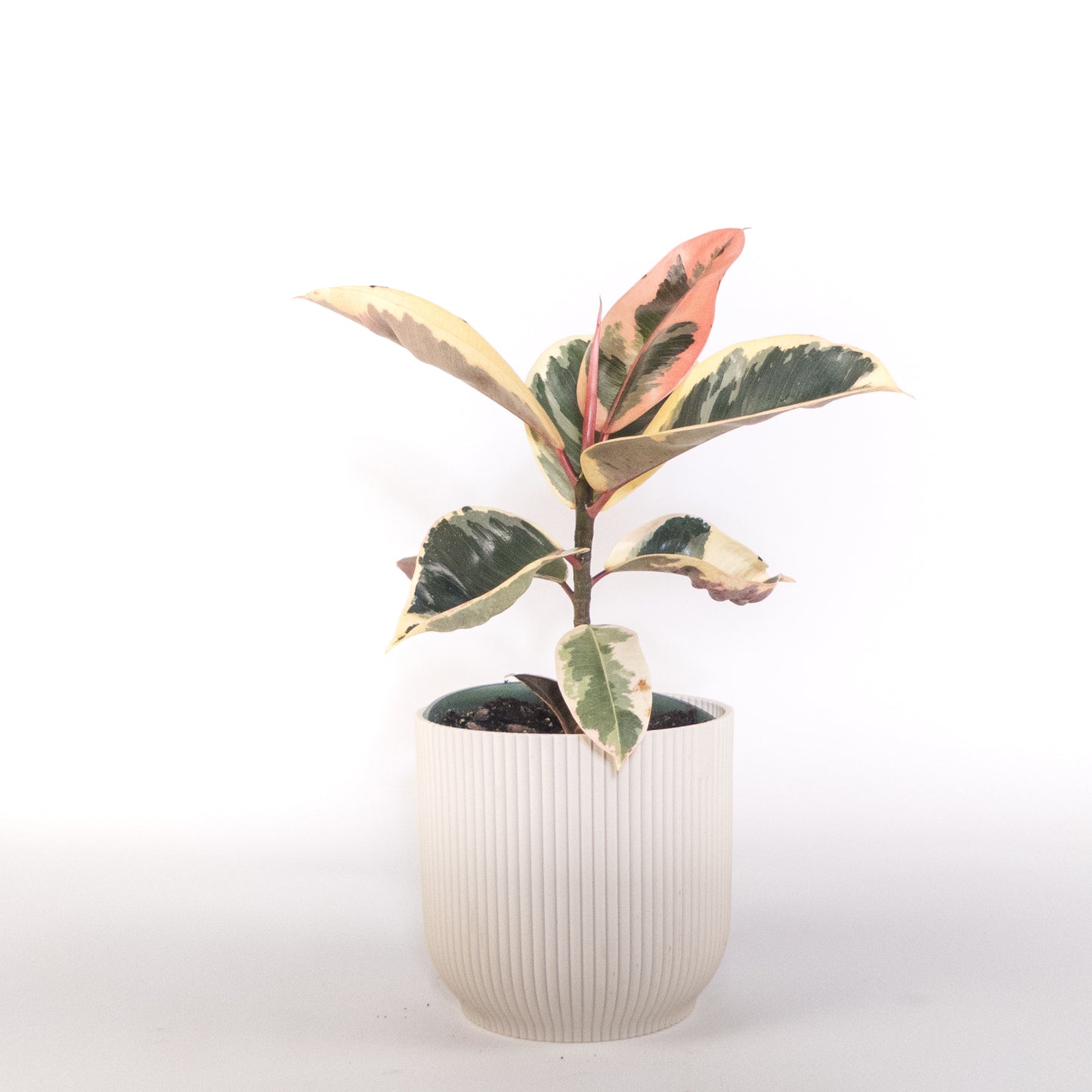 Arbre à caoutchouc rubis