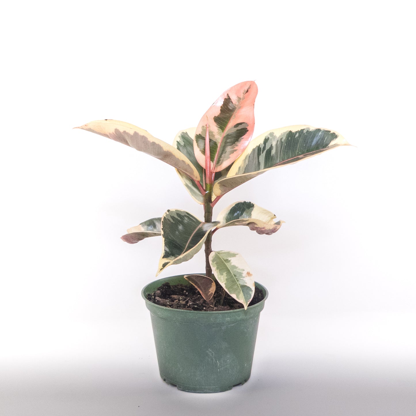 Arbre à caoutchouc rubis