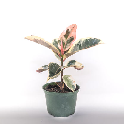 Arbre à caoutchouc rubis