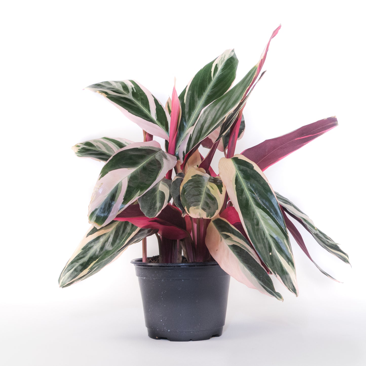 Plante de prière tricolore