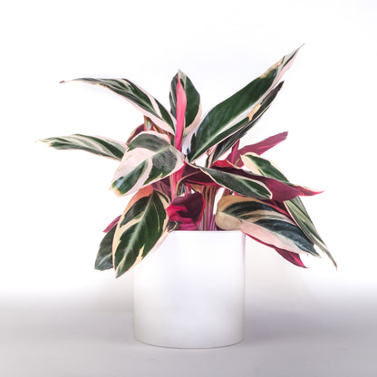 Plante de prière tricolore