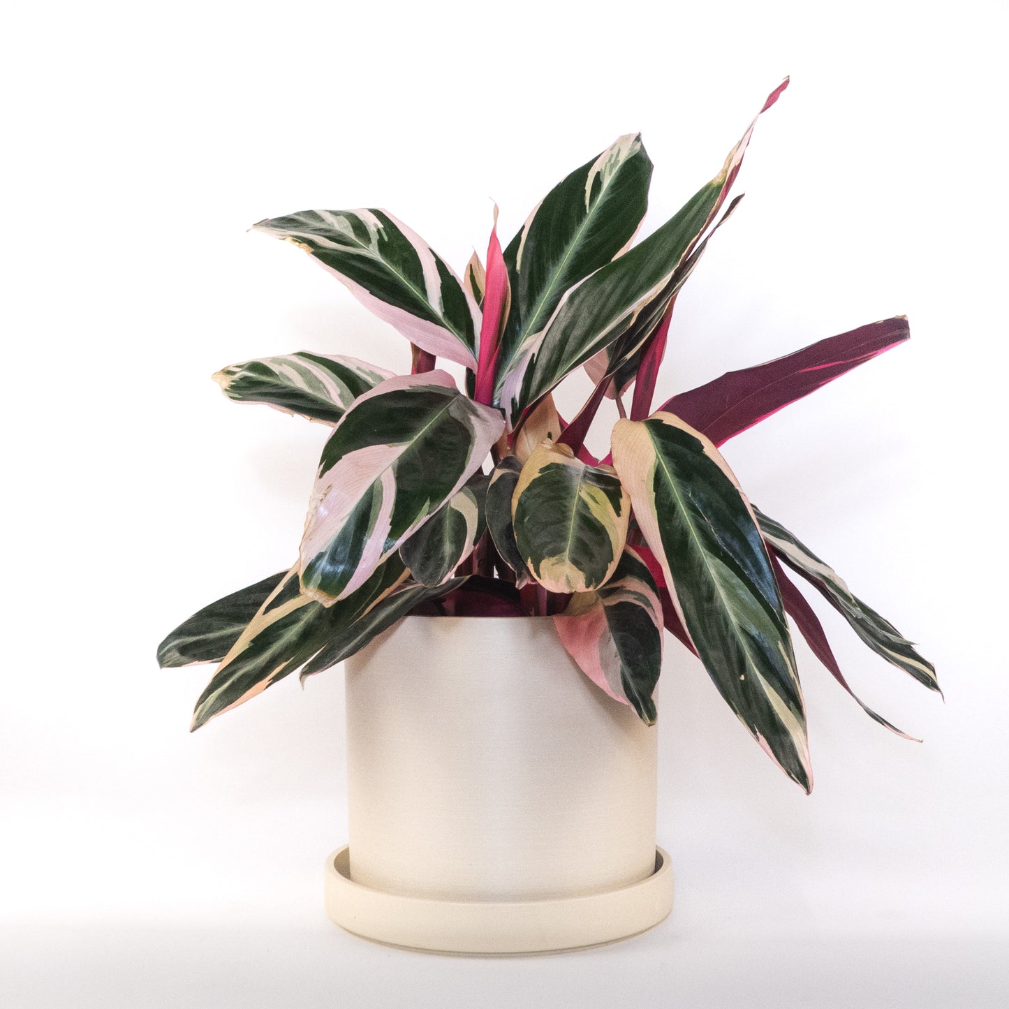 Plante de prière tricolore