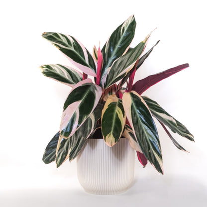 Plante de prière tricolore