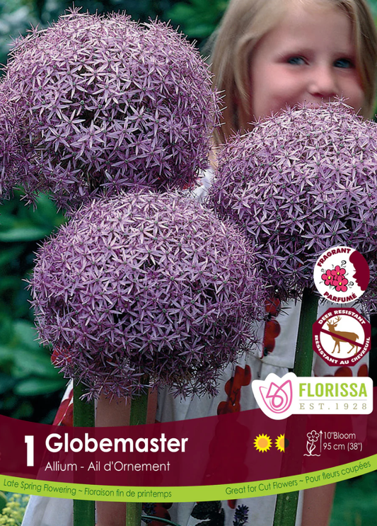Globemaster Allium - LandscapeDirect
