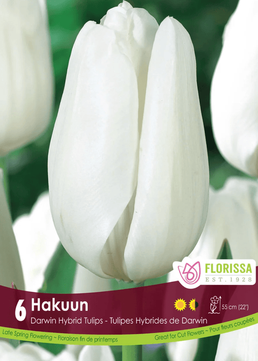 Hakuun Tulip - LandscapeDirect
