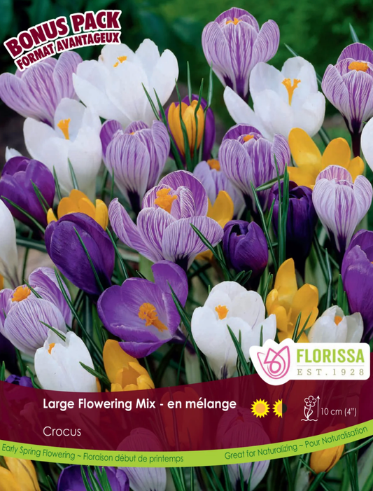 Large Flowering Crocus Mix - LandscapeDirect