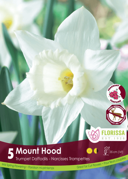 Mount Hood Daffodil - LandscapeDirect