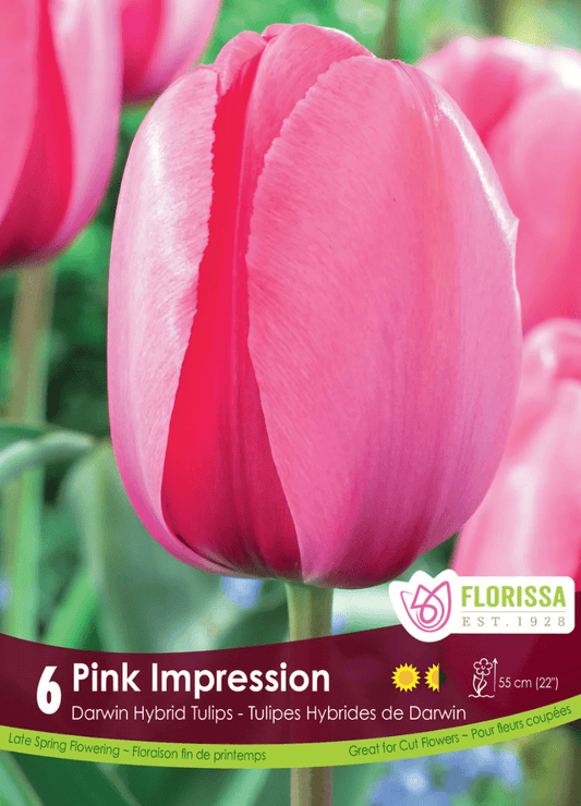 Pink Impression Tulip - LandscapeDirect