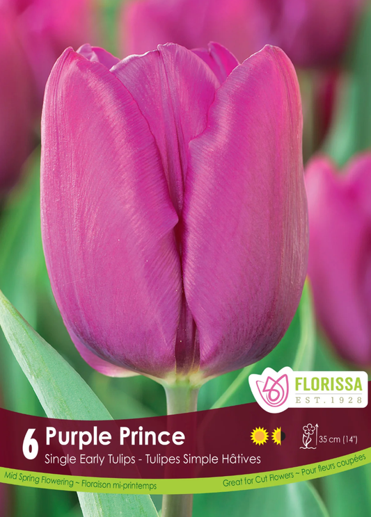 Purple Prince Tulip - LandscapeDirect