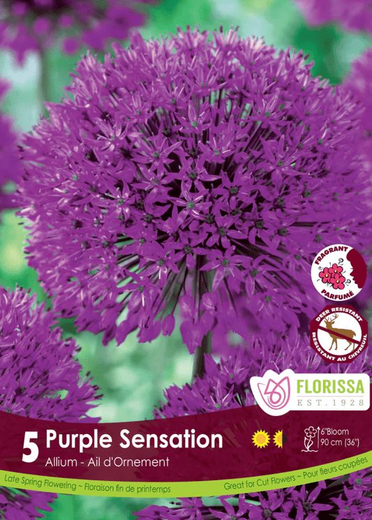 Purple Sensation Allium - LandscapeDirect