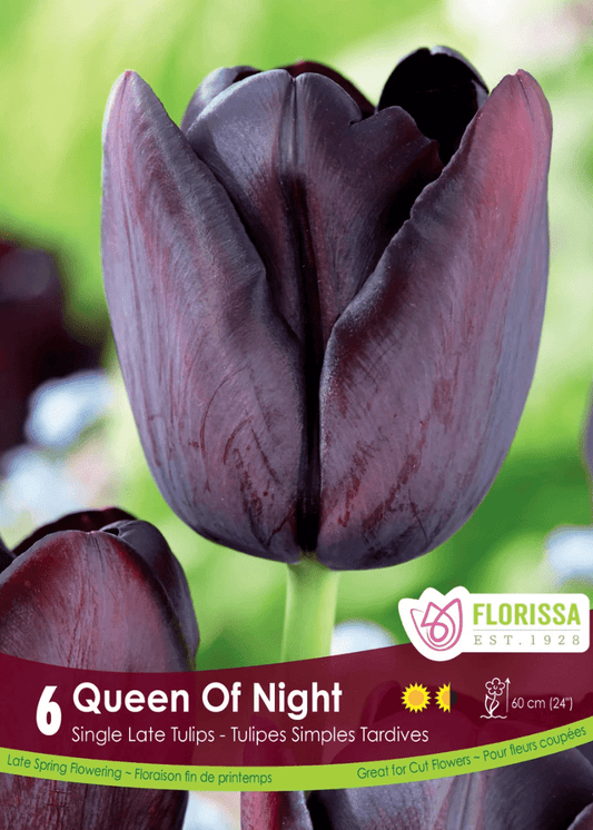 Queen of Night Tulip - LandscapeDirect