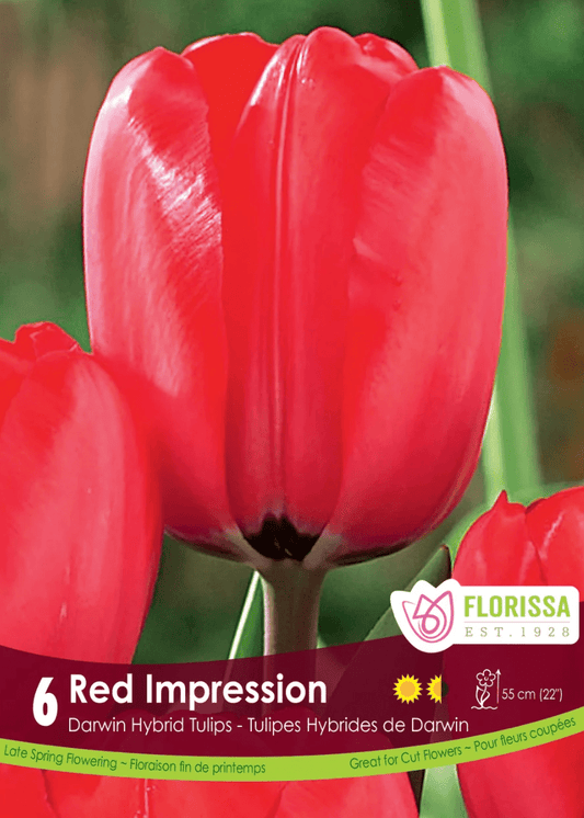 Red Impression Tulip - LandscapeDirect