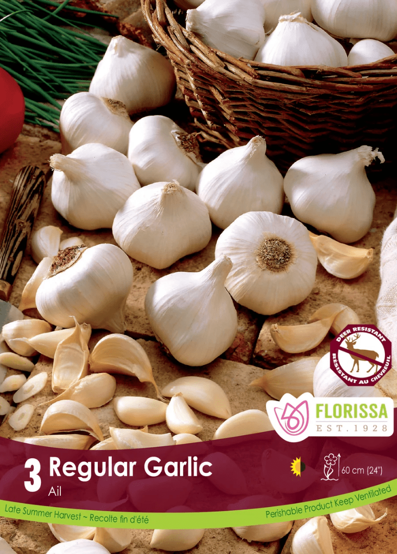 Regular Garlic - LandscapeDirect