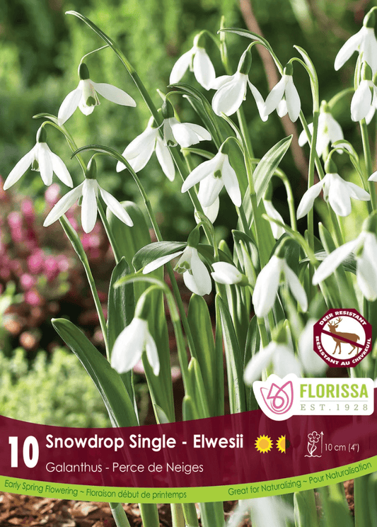 Single Elwesii Snowdrop - LandscapeDirect