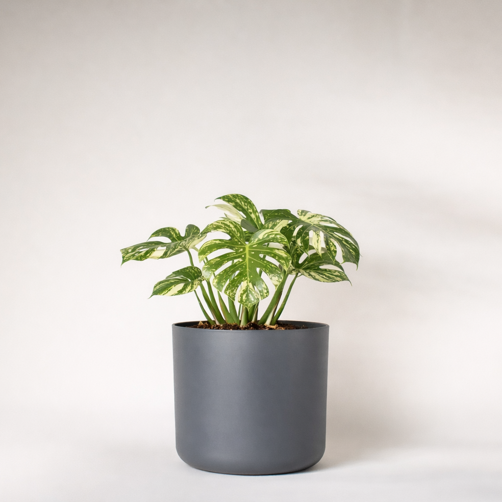 Monstera de la constellation thaïlandaise