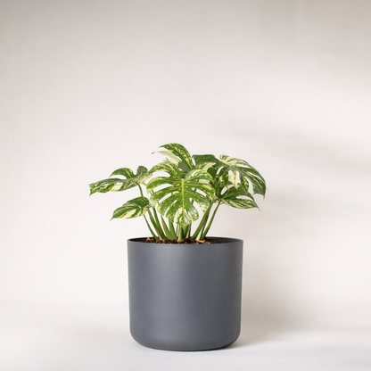 Monstera de la constellation thaïlandaise