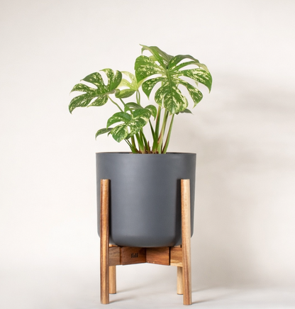 Monstera de la constellation thaïlandaise