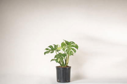 Monstera de la constellation thaïlandaise