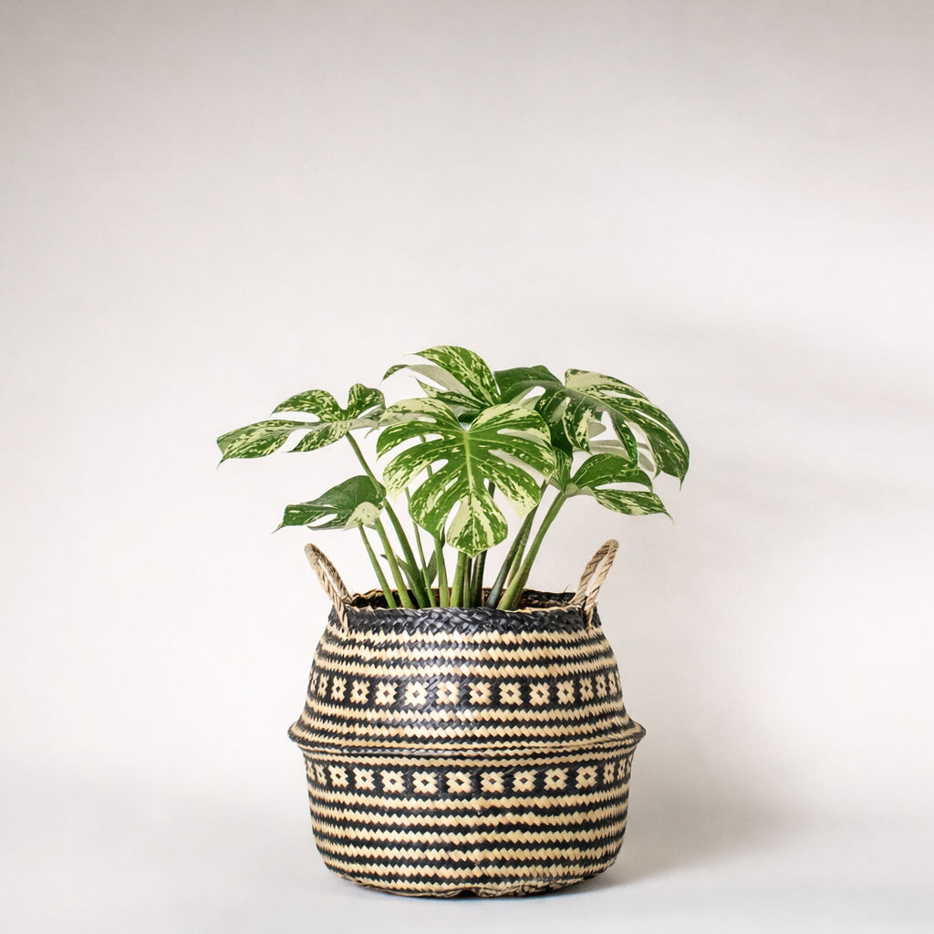 Monstera de la constellation thaïlandaise