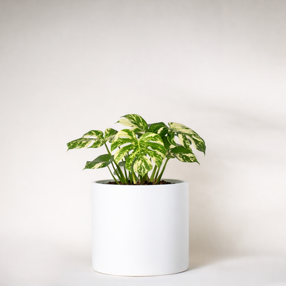 Monstera de la constellation thaïlandaise