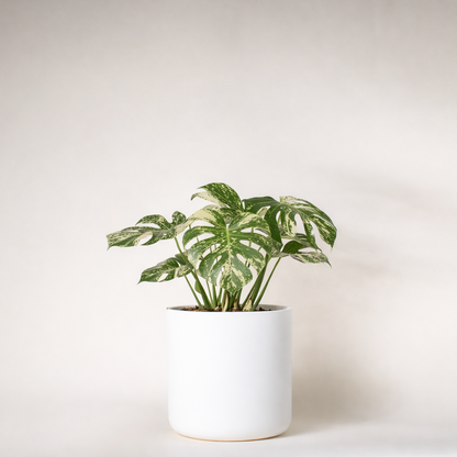 Monstera de la constellation thaïlandaise