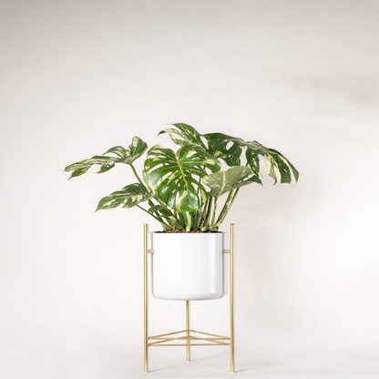 Monstera de la constellation thaïlandaise