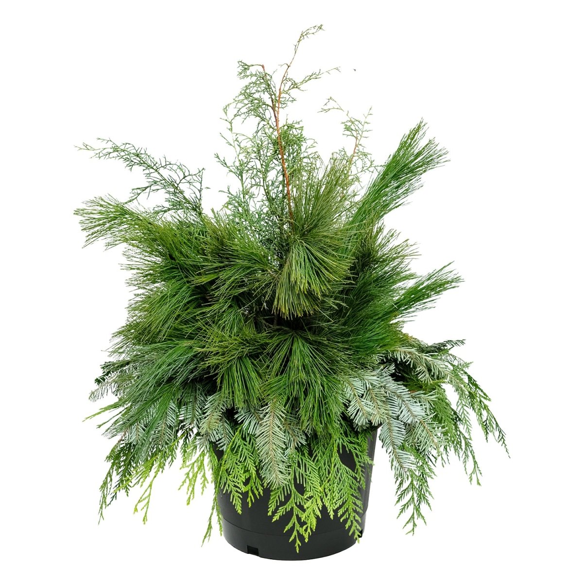 Winter Greens Porch Pot