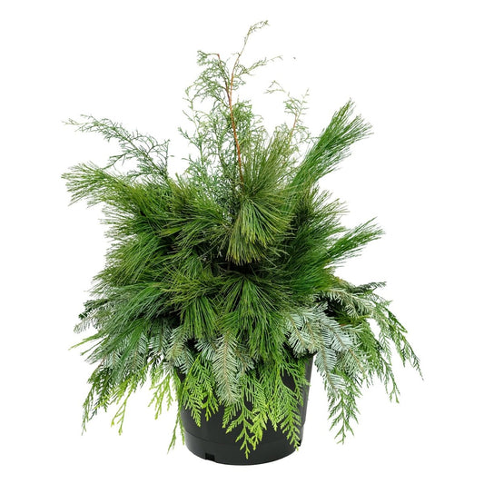 Winter Greens Porch Pot