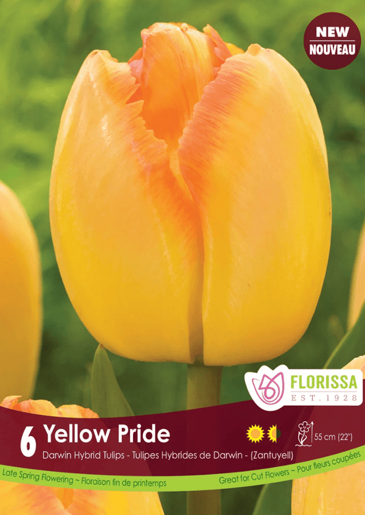Yellow Pride Tulip - LandscapeDirect